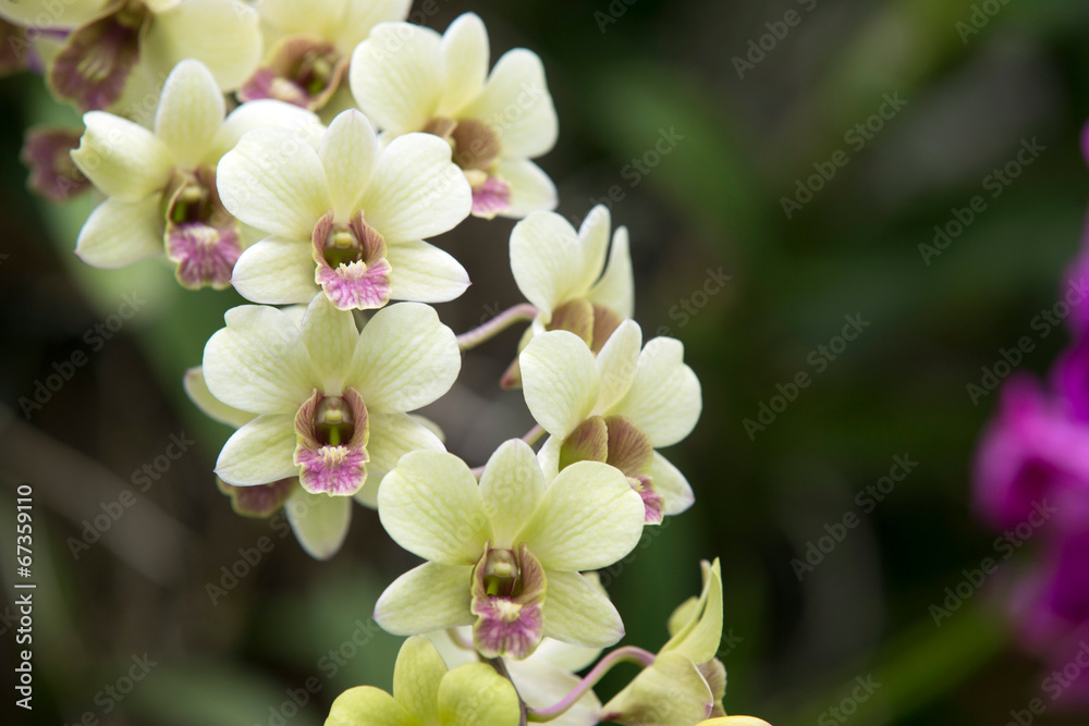 orchid orchid