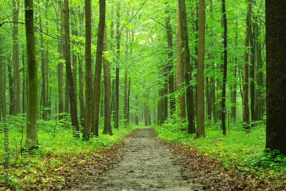 forest forest