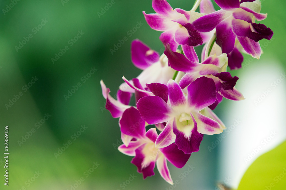 orchid