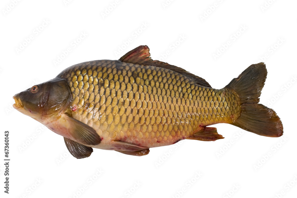 Carp isolated on white Carp isolated on white
