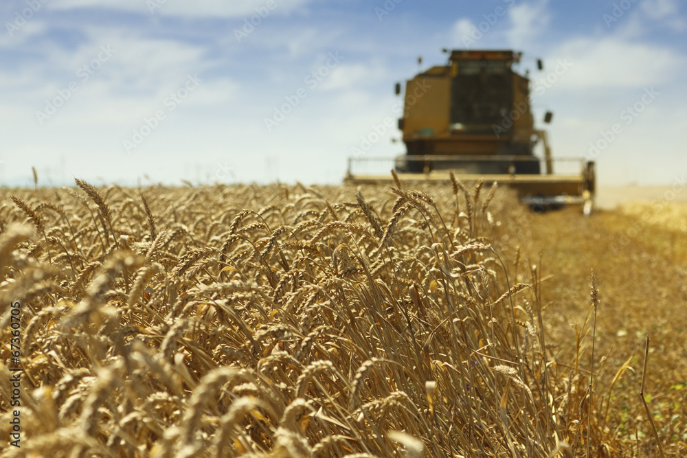 Fototapeta premium Wheat harvesting