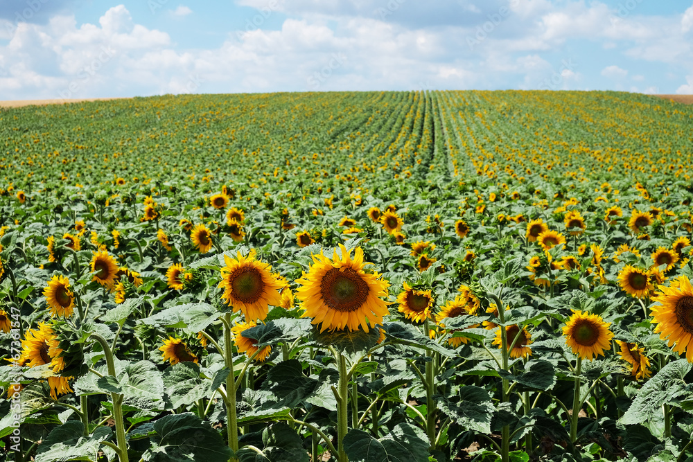 Naklejka premium Sonnenblume