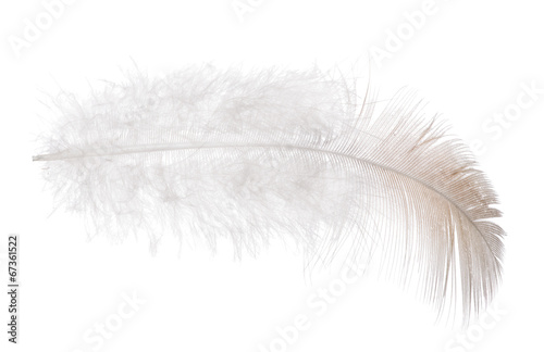 single feather with light brown edge