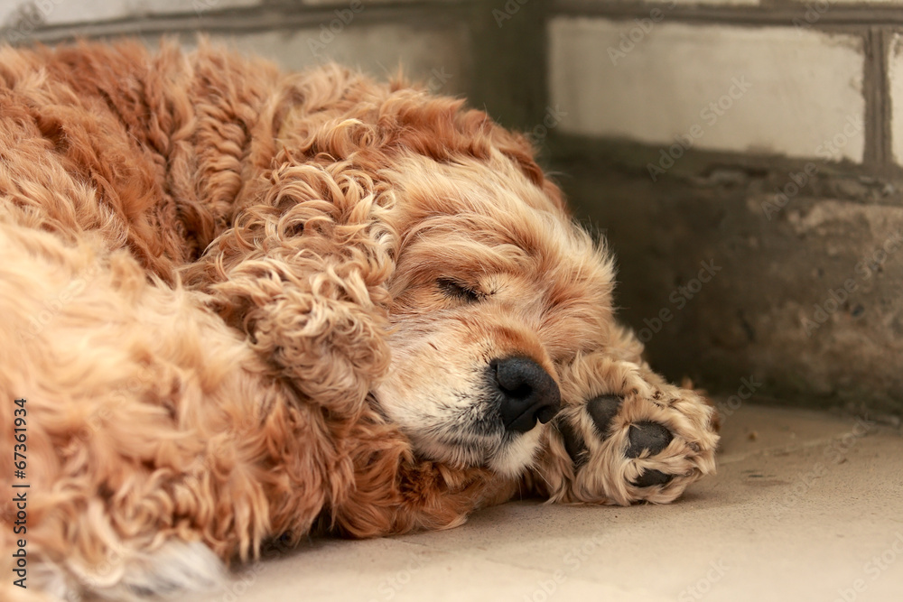 Fototapeta premium Sleeping red dog