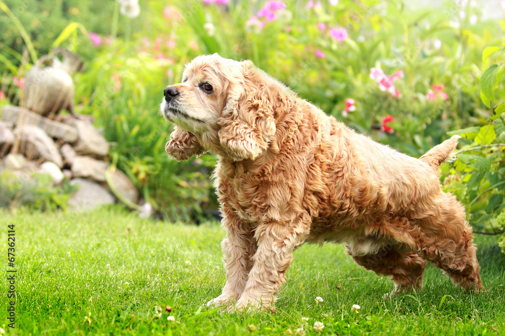 Fototapeta premium red dog of breed English Cocker Spaniel in a garden