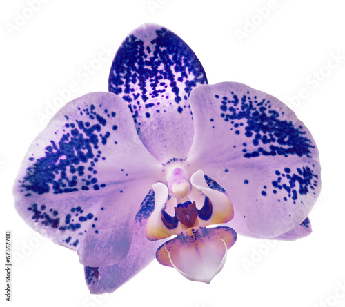 single lilac orchid flower in dark spots on white