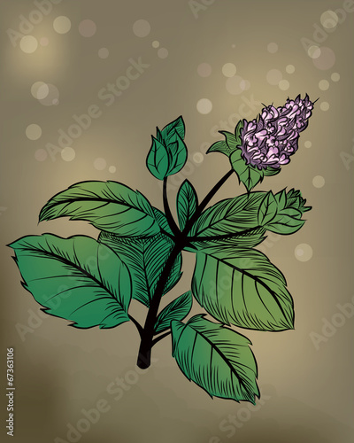 Peppermint 