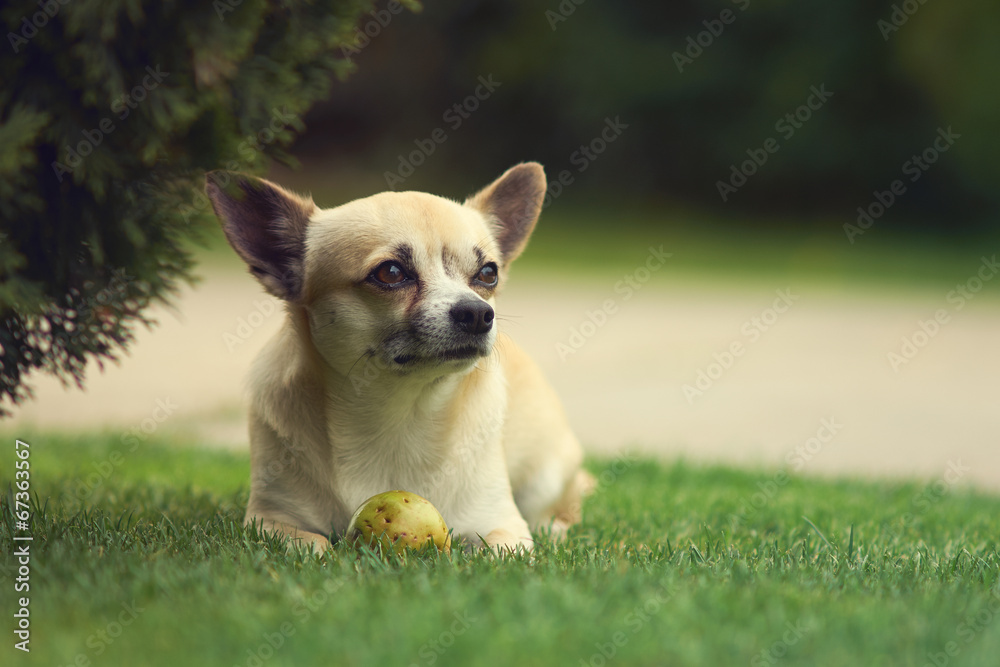 Chihuahua Chihuahua