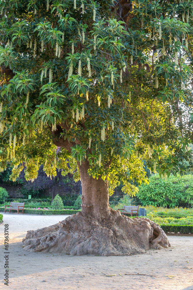 Obraz premium An Ombus tree (Phytolacca Dioca)