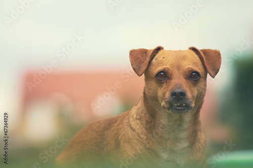 Dog