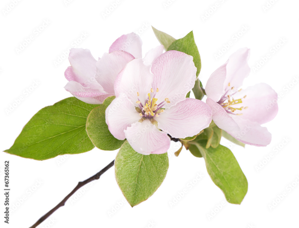 Obraz premium apple tree blossoms