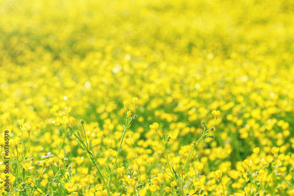 Obraz premium A field of bright yellow flowers