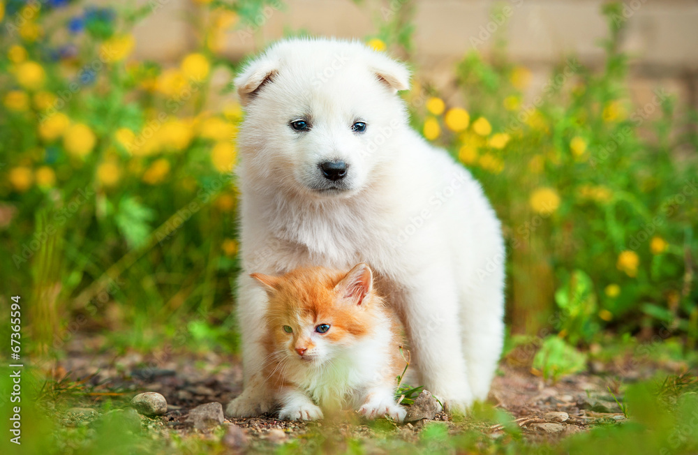 Samoyed puppy with little red kitten outdoors