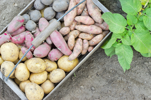 potato harvest