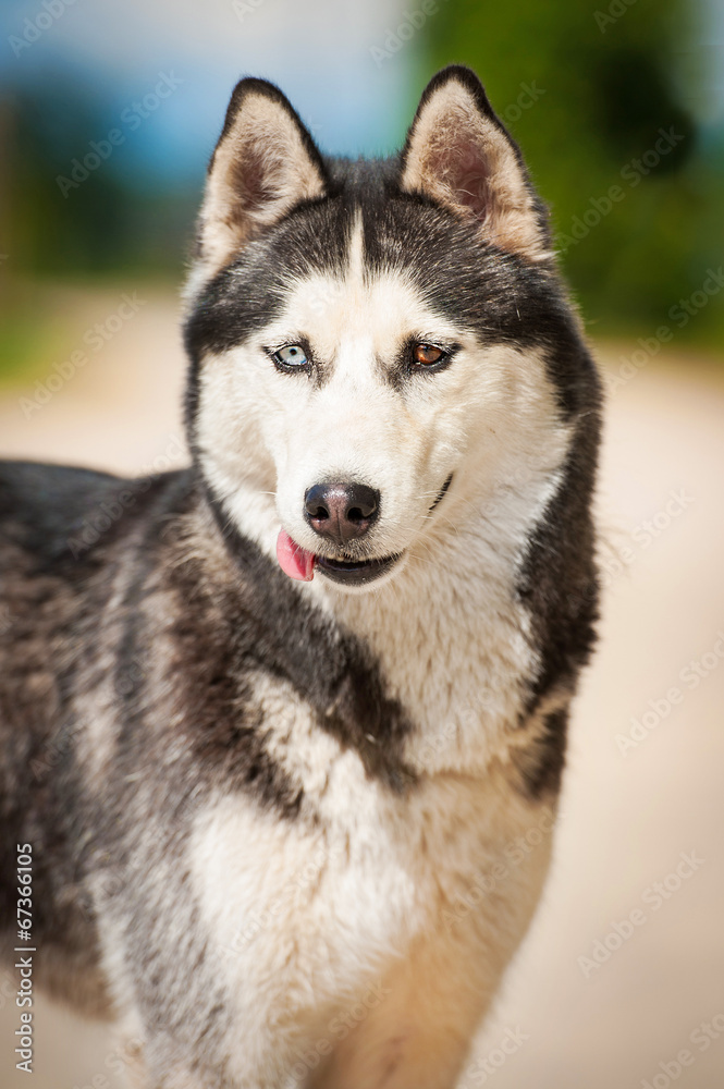Portrait of siberian husky with different colored eyes