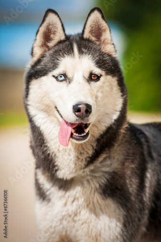 Portrait of siberian husky with different colored eyes