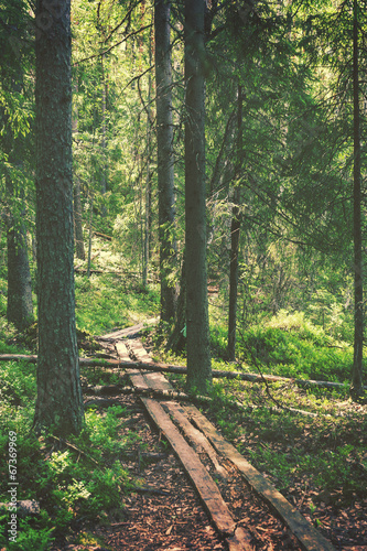 Hiking path through forest, vintage editing style