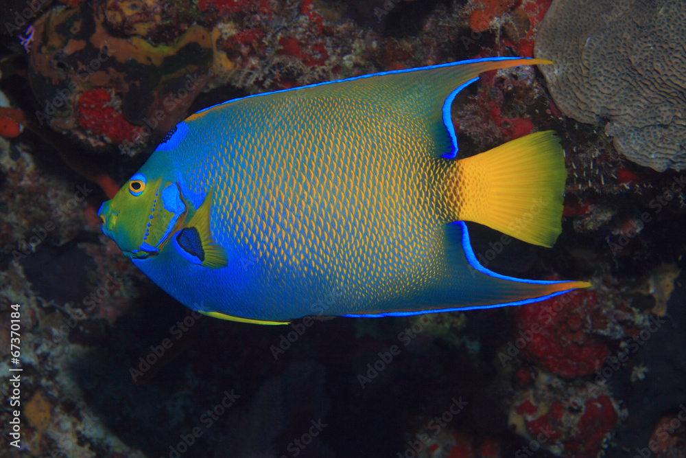 Fototapeta premium Queen angelfish