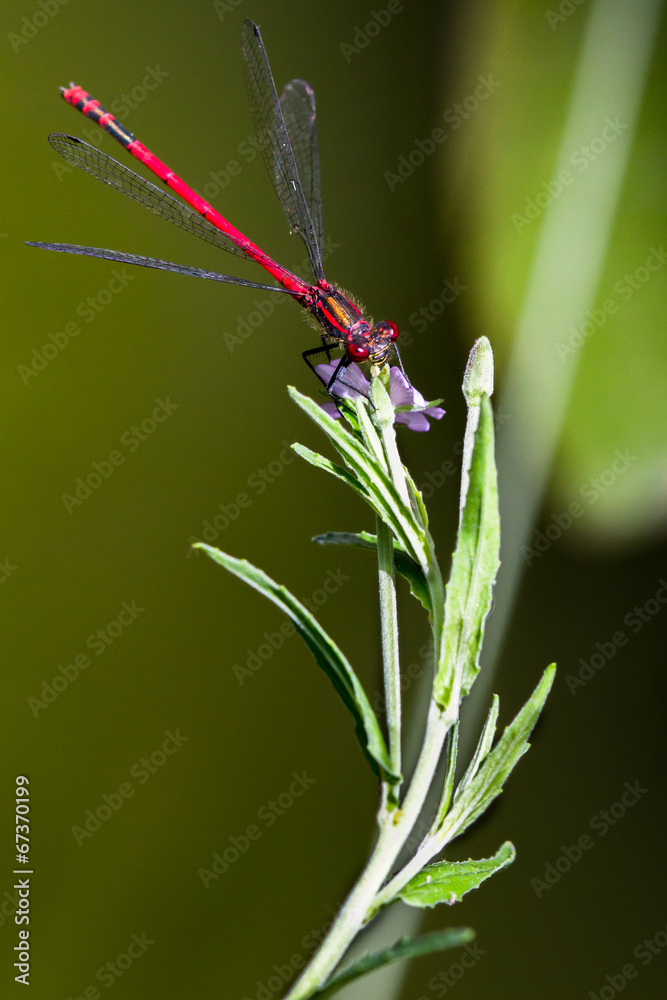 rote Libelle an Grashalm - Adonislibelle