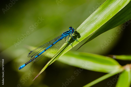 blaue Libelle auf spitzem Schilfblatt © hostpro