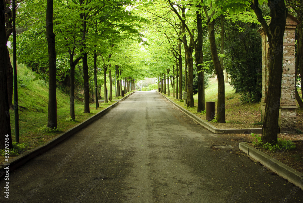 Obraz premium Green boulevard