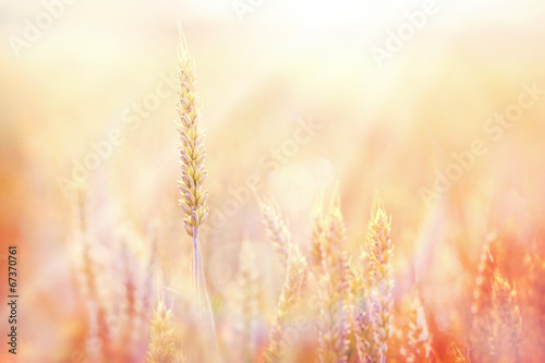 Sunset on wheat field