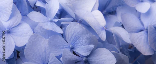 Panel kuchenny z motywem Kwiatowe tło