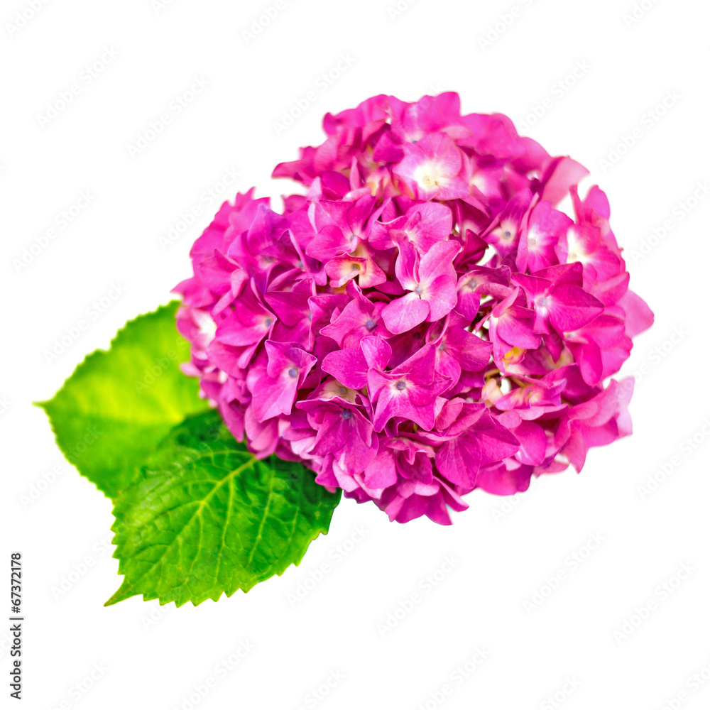 Hortensia - hydrangea Hortensia - hydrangea