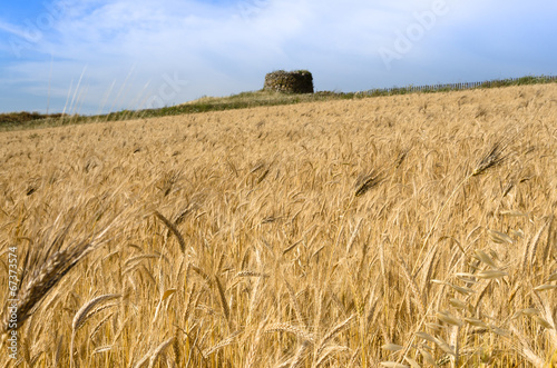 Campo di grano in Sardegna