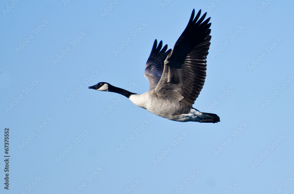 Obraz premium Canada Goose Flying in Blue Sky