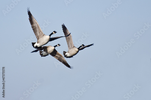 Three Canada Geese Flying in Blue Sky