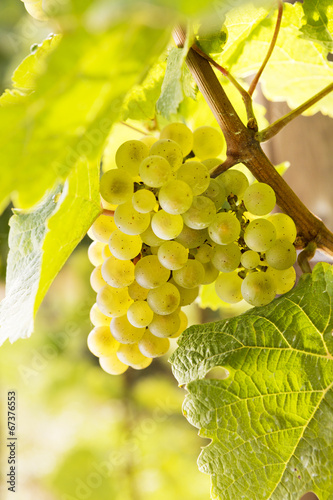 Weiße Weintrauben