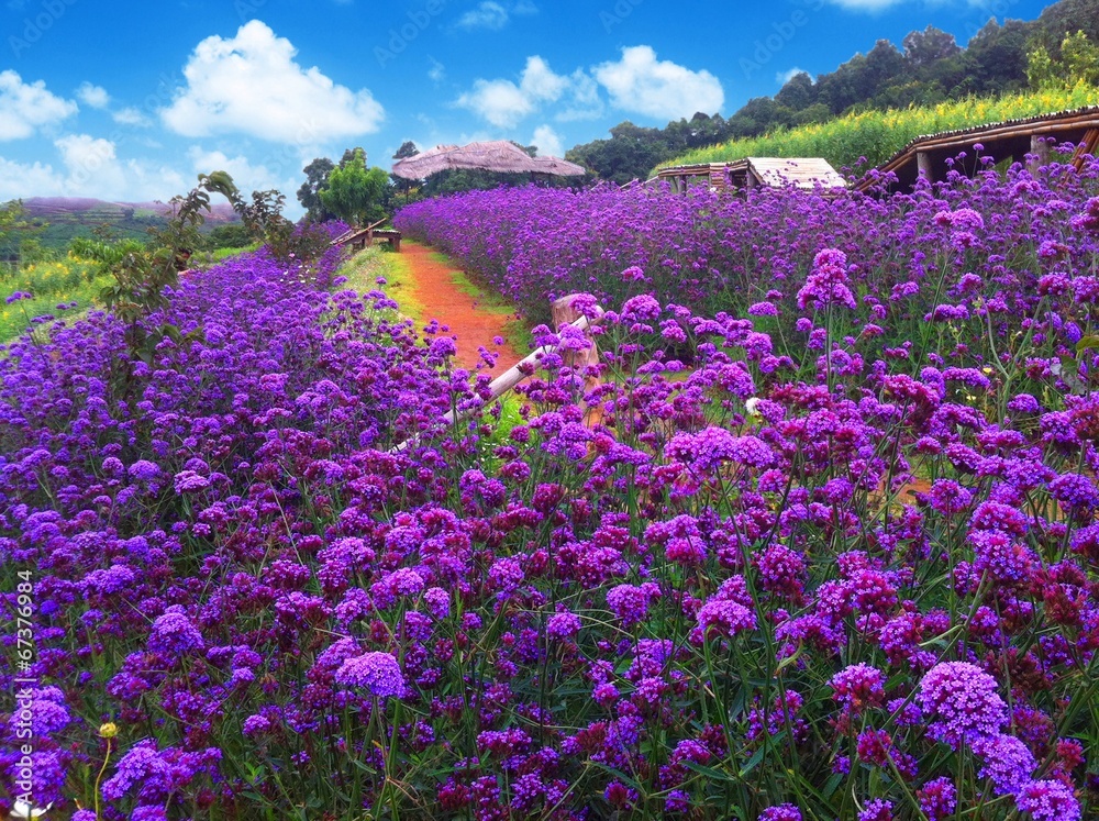 Obraz premium Violet flowers blossoming in the afternoon