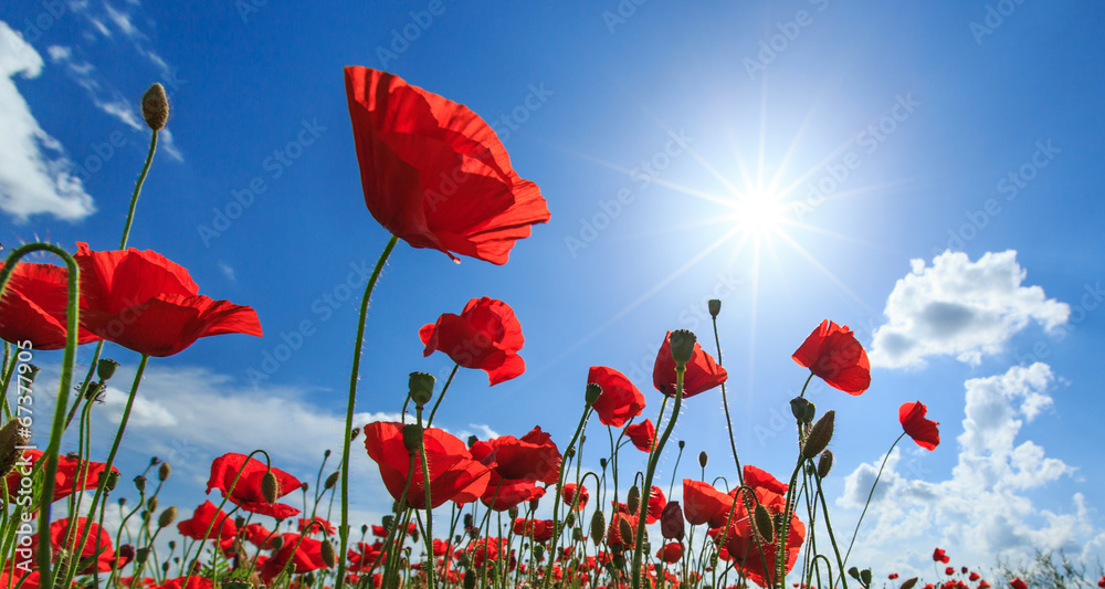Obraz premium Field of wild red poppies on a sunny summer day