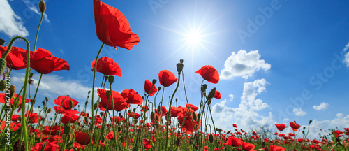 field-of-wild-red-poppies-on-a-sunny-summer-day
