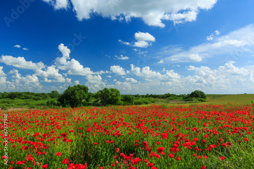 Field of wild red poppies on a sunny summer day © Calin Tatu