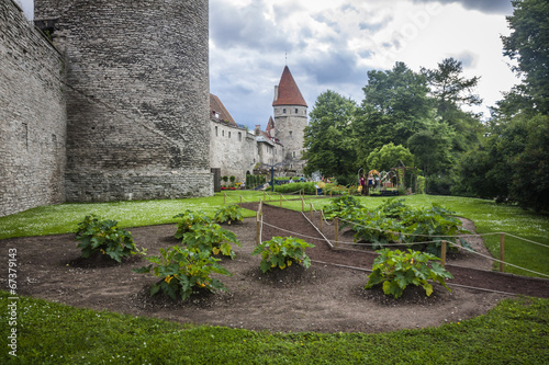 the Ancient tower in Tallin city, Estonia - Kiek in de Kok photo