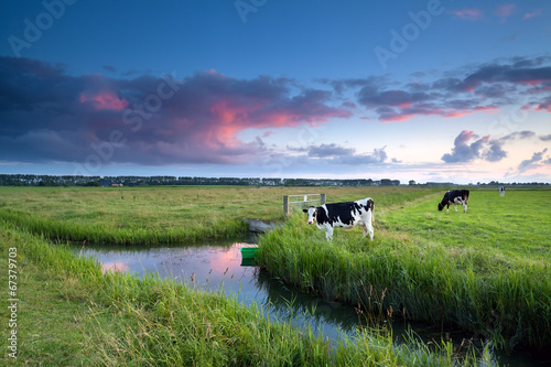 Foto cow on pasture at sunset