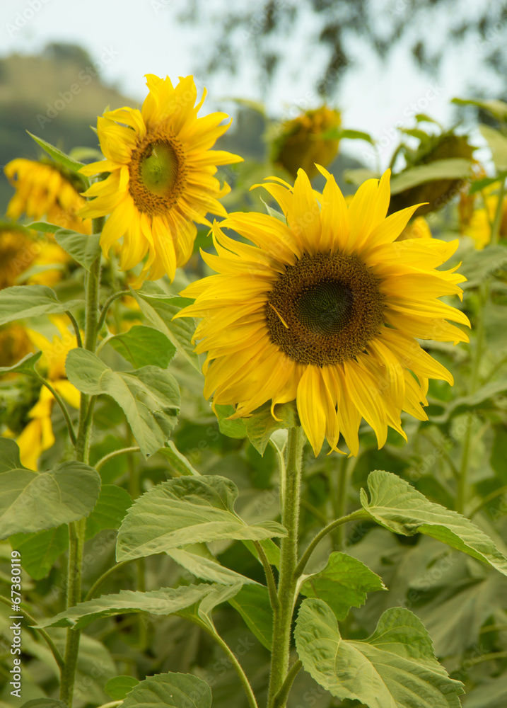 Fototapeta premium Sunflower Field