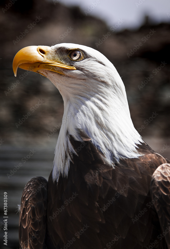 Fototapeta premium Águila Americana