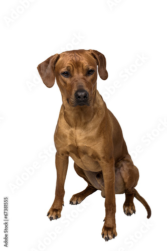 Rhodesian Ridgeback