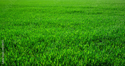 Fototapeta Naklejka Na Ścianę i Meble -  green grass