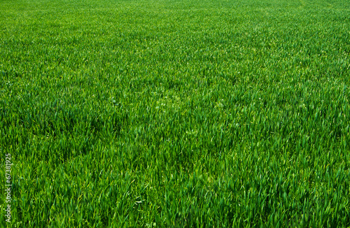 Green grass backgrounds