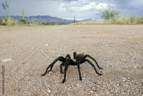 A Costa Rican, also known as Desert, Tarantula photo