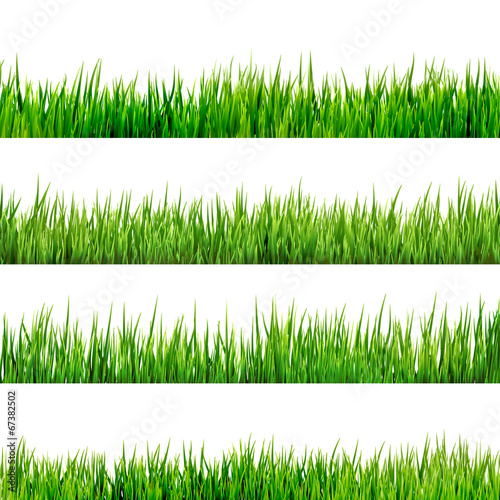 Grass isolated on white. EPS 10