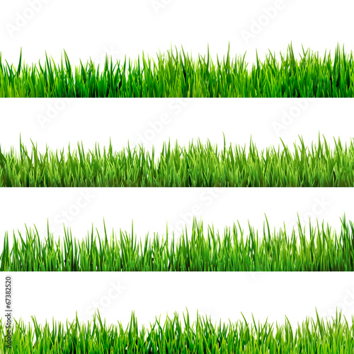 Grass isolated on white. EPS 10