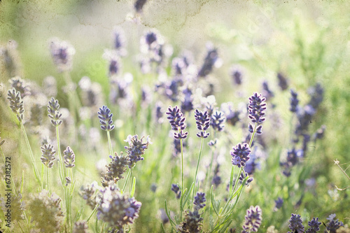 Fototapeta Naklejka Na Ścianę i Meble -  Lavender in the field