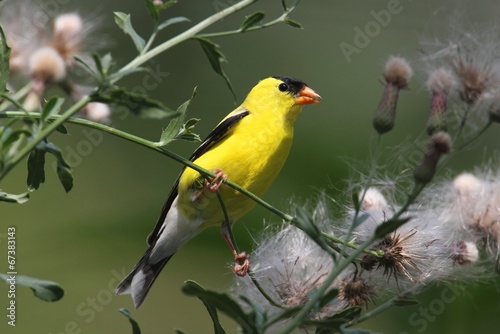 Male American Goldfinch © Steve Byland