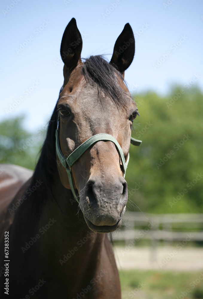 Obraz premium Headshot of a beautiful brown horse