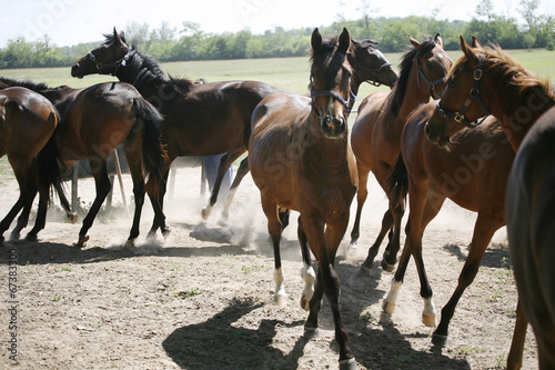 Young purebred horses in the farm at summertime